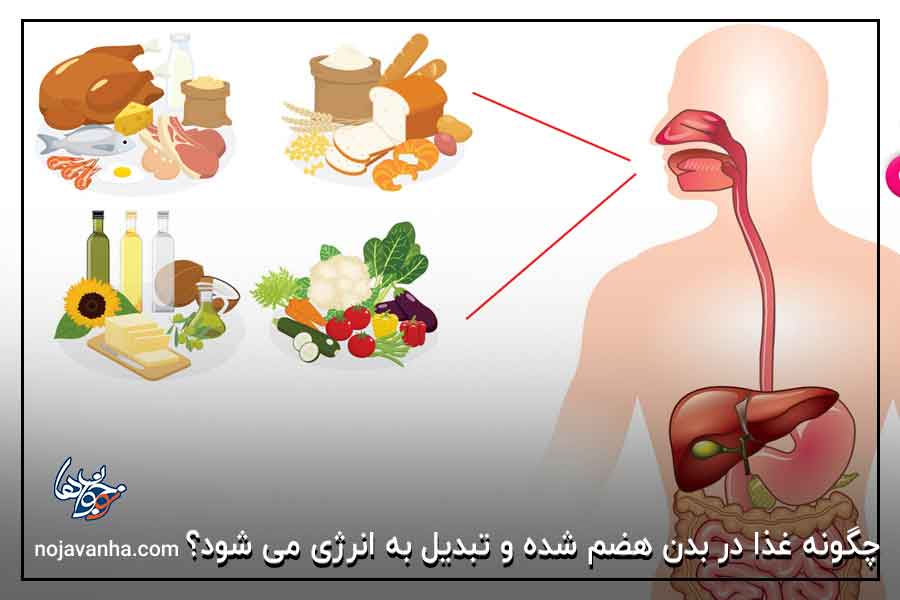 چگونه غذا در بدن هضم شده و تبدیل به انرژی می شود؟