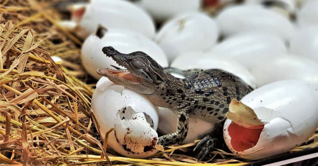 تخم تمساح بزرگ ترین خزندگان جهان