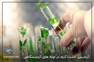 t آزمایش کاشت گیاه در لوله های آزمایشگاهی