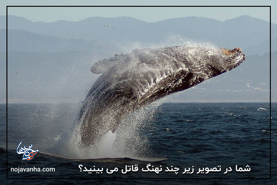 شما در تصویر زیر چند نهنگ قاتل می بینید؟