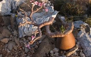 Socotra.nojavanha (22)