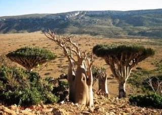 Socotra.nojavanha (26)