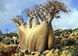 Socotra.nojavanha (28)