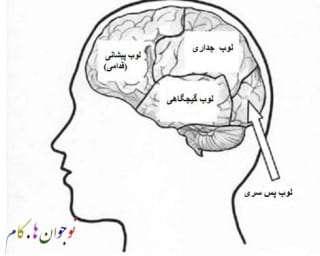 brain.nojavanha (2)