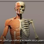 اطلاعات عمومی در باره ماهیچه ها و اسکلت بدن انسان