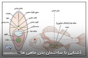 آشنایی با ساختمان بدن ماهی ها