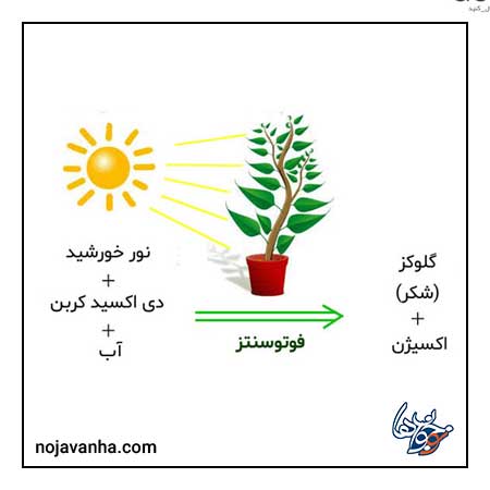 درخت چگونه غذا درست می کند؟