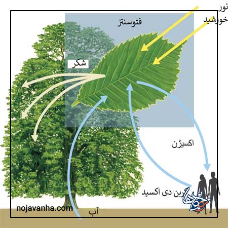 درخت چگونه غذا درست می کند؟