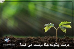 t درخت چگونه غذا درست می کند؟