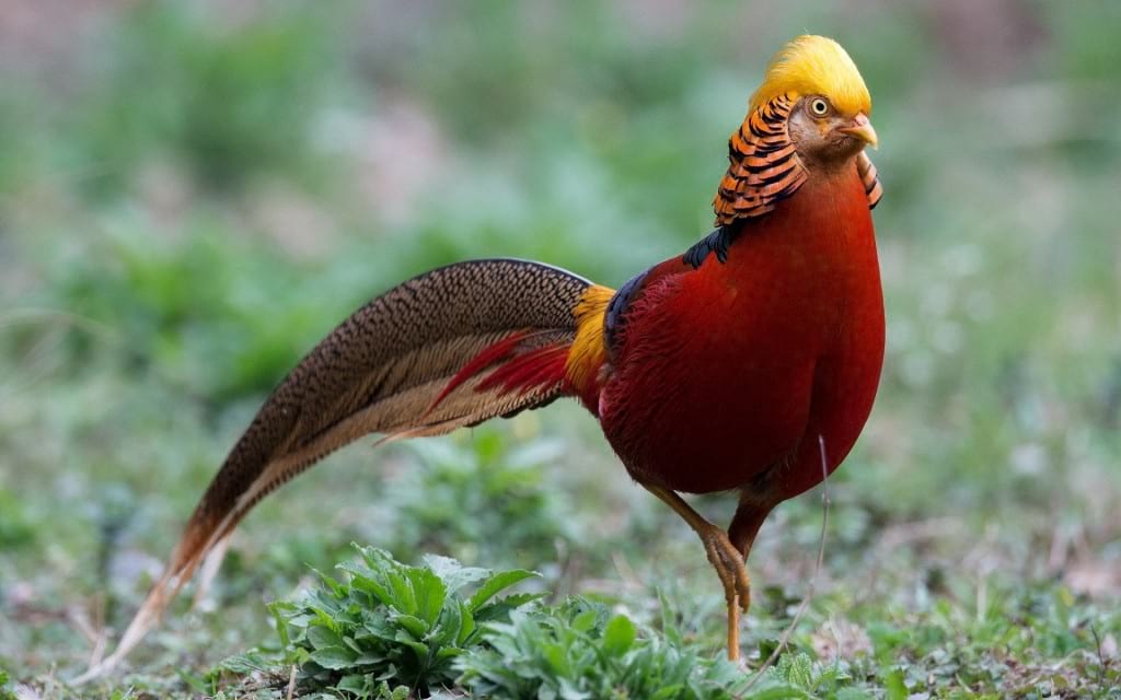 تصاویر پرندگان زیبا برای پس زمینه تلفن همراه و تبلت