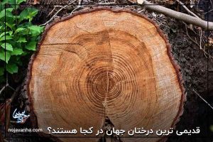 قدیمی ترین درختان جهان در کجا هستند؟