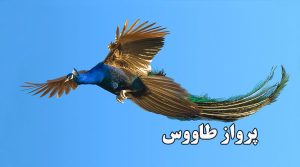 پرواز طاووس