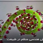 نقوش هندسی منظم در طبیعت