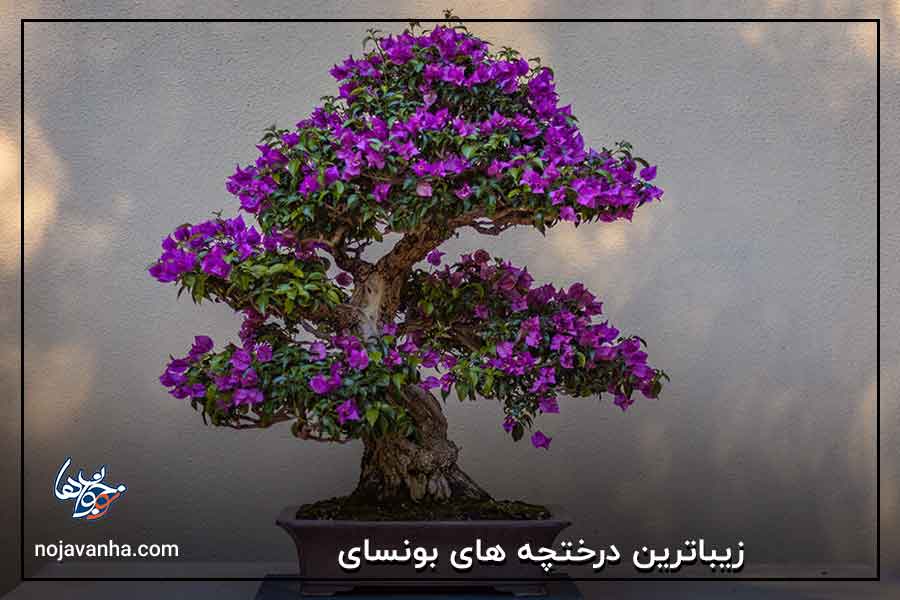 زیباترین درختچه های بونسای