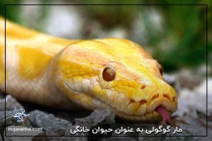 مار گوگولی به عنوان حیوان خانگی