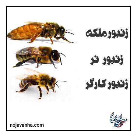  زنبور ماده از معجزات قرآنی