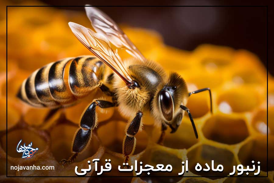زنبور ماده از معجزات قرآنی
