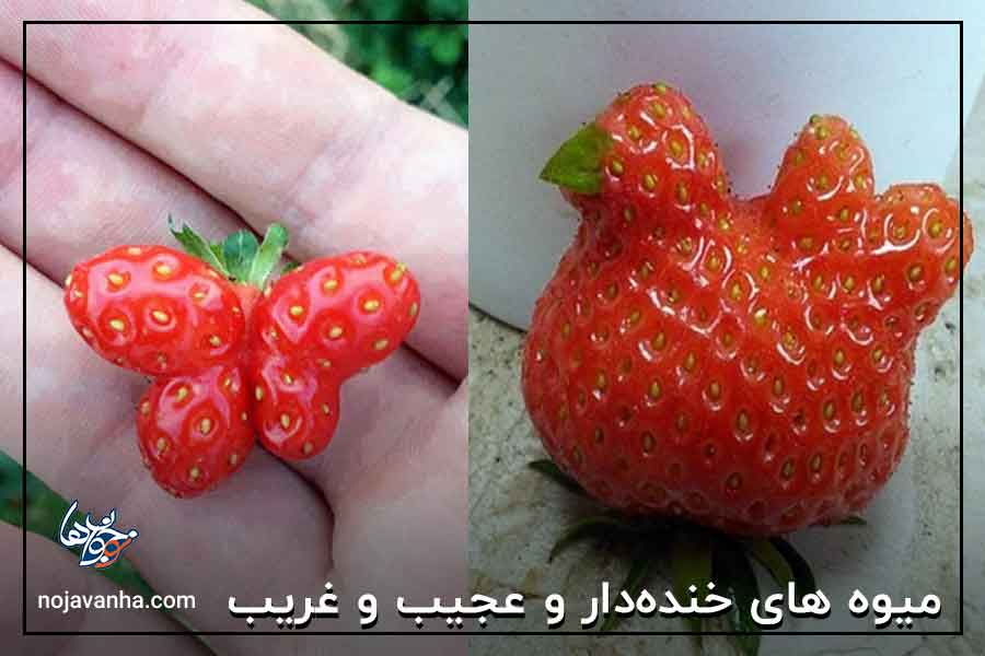 میوه‌ های خنده‌دار و عجیب و غریب