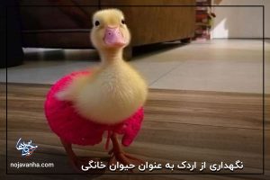 نگهداری از اردک به عنوان حیوان خانگی