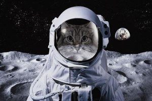 کلانتر و گربه ی فضایی مرموز
