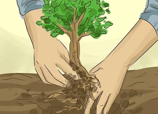 چگونه از درختان محفاظت کنیم؟