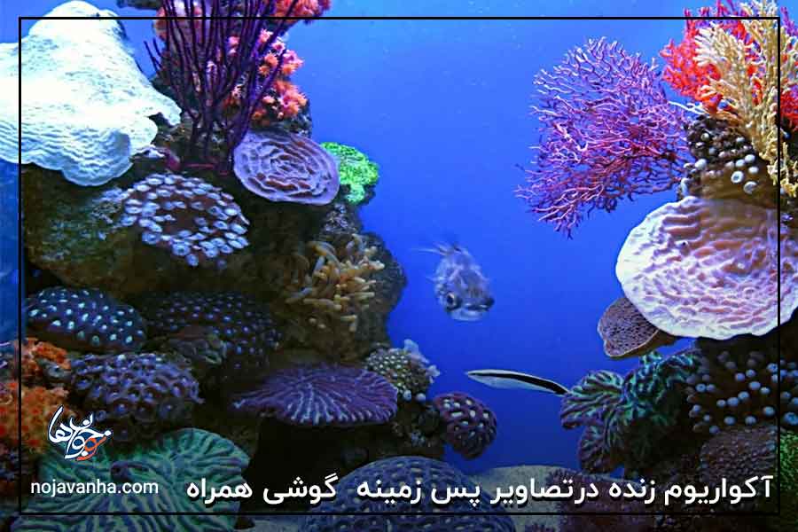 آکواریوم زنده در تصاویر پس زمینه گوشی همراه