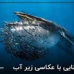 آشنایی با عکاسی زیر آب