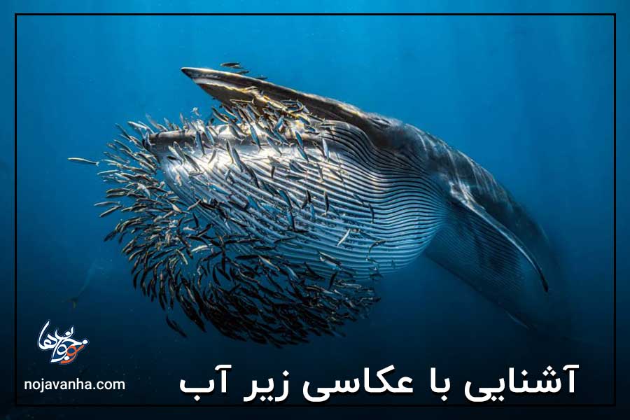 آشنایی با عکاسی زیر آب