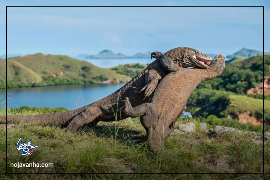 بزرگترین مارمولک جهان : اژدهای کومودو ( Varanus komodoensis )