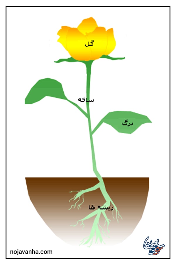 نقاشی قسمت های مختلف گیاه