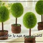 کاشت سبزه عید با خاکشیر