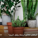 چگونه با گیاهان خانگی ارتباط برقرار کنیم